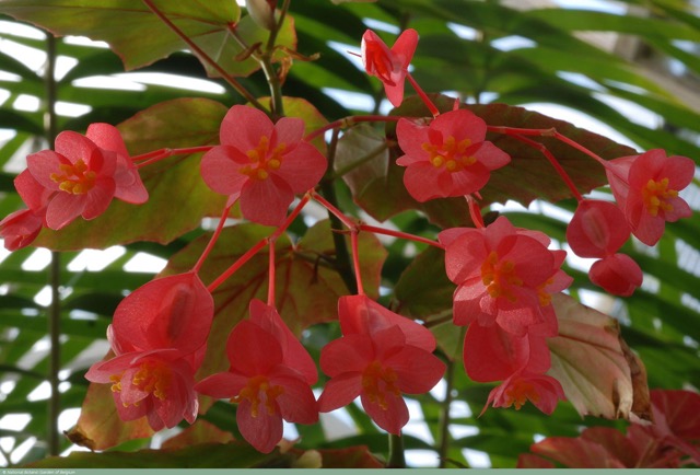 B. ‘Veitch's Carmine’